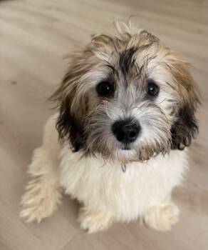 Louise -  Shih Tzu and Bichon Frise Dog for Adoption in Overland Park, Kansas - Louise | PetCurious
