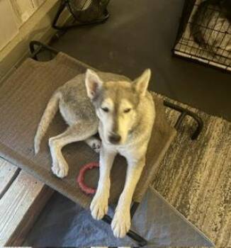 Lazarus -  Siberian Husky Dog for Adoption in Washington Court House, Ohio - Lazarus | PetCurious