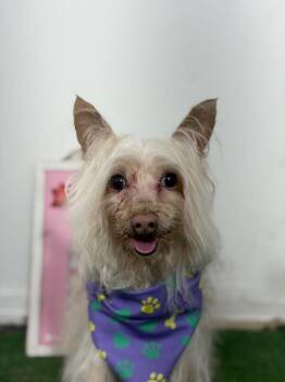 Zachary-One of our Amazing Rescue Dogs -  Chinese Crested Dog and Yorkshire Terrier Dog for Adoption in Carlsbad, California - Zachary-One Of Our Amazing Rescue Dogs | PetCurious