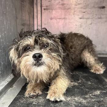 Rocco (Grizzly) -  Miniature Schnauzer and Terrier Dog for Adoption in Edinburg, Texas - Rocco (Grizzly) | PetCurious