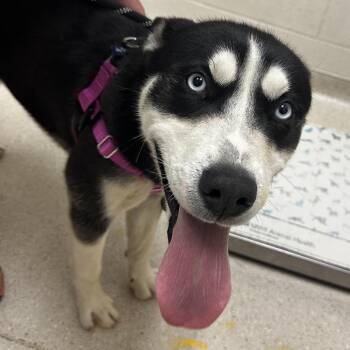Mixed Breed and Husky Dogs Available for Adoption in Murray, Utah - Barley | PetCurious