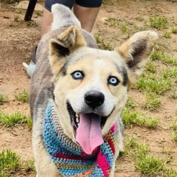 Nala -  Husky and Mixed Breed Dog Available for Adoption - Nala | PetCurious