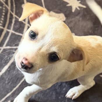 Bosc -  Chihuahua Dog for Adoption in Vancouver, Washington - Bosc | PetCurious