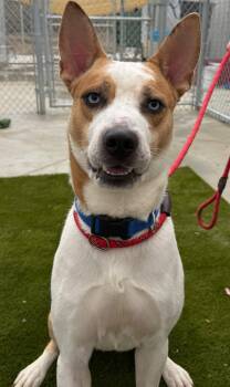 Rescue Mixed Breed Dogs for Adoption in Warren, Ohio - Casper | PetCurious