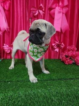 Pug Dogs Available for Adoption in Durango, Colorado - Edith | PetCurious