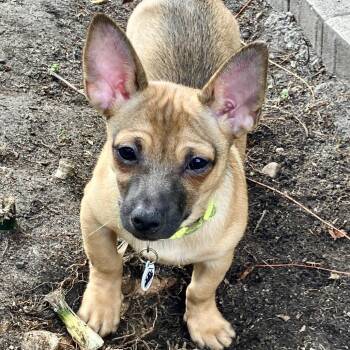 Chihuahua and Dachshund Dogs Available for Adoption in Santa Monica, California - Jinx  | PetCurious