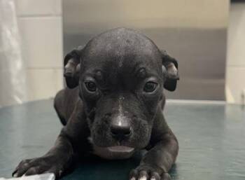 Mixed Breed Dogs Available for Adoption in West Chester, Pennsylvania - Davey | PetCurious