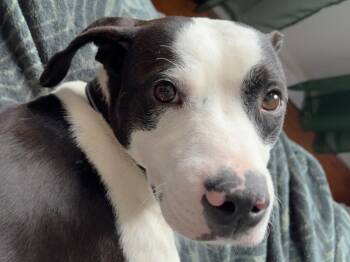 Jack Russell Terrier Dogs Available for Adoption in Mississauga, Ontario - Comet (30 Lbs) | PetCurious