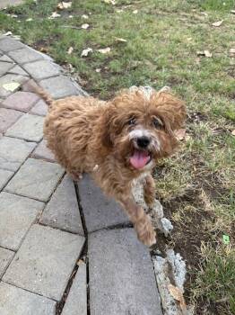 Chewie -  Poodle Dog for Adoption in Davis, California - Chewie | PetCurious