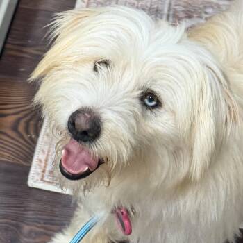 Paulie -  Mixed Breed Dog for Adoption in Los Angeles, California - Paulie | PetCurious
