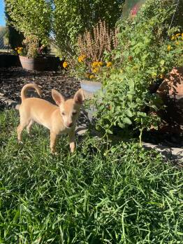 Pretty in Pink -  Chihuahua Dog for Adoption in Salt Lake City, Utah - Pretty In Pink | PetCurious