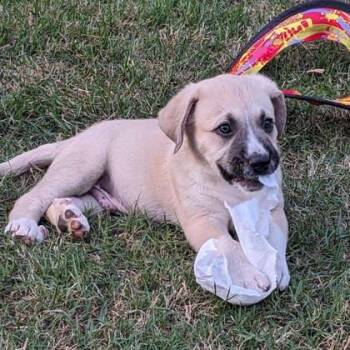 Buttercup -  Great Pyrenees and Mixed Breed Dog for Adoption in Atlanta, Georgia - Buttercup | PetCurious