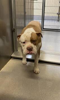 Staffordshire Bull Terrier and Mixed Breed Dogs Available for Adoption in Modesto, California - A610140 | PetCurious