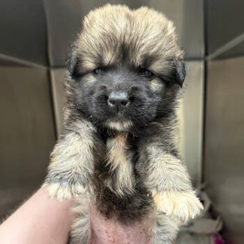 Sleepy -  Shepherd Dog for Adoption in Birmingham, Alabama - Sleepy | PetCurious