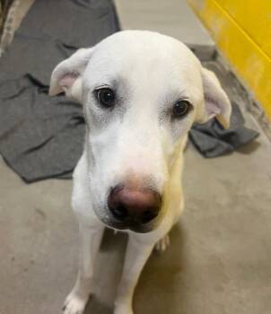 Labrador Retriever Dogs Available for Adoption in Murray, Kentucky - Abbie | PetCurious