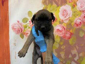 SHASTA -  Pit Bull Terrier and Mixed Breed Dog for Adoption in San Bernardino, California - SHASTA | PetCurious