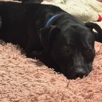 Van Gogh -  Pit Bull Terrier Dog for Adoption in Dayton, Ohio - Van Gogh | PetCurious