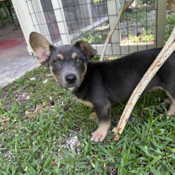 Corgi and Mixed Breed Dogs Available for Adoption in Baton Rouge, Louisiana - Chloe | PetCurious