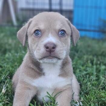 Nugget -  Boxer Dog for Adoption in Ramsey, Indiana - Nugget | PetCurious