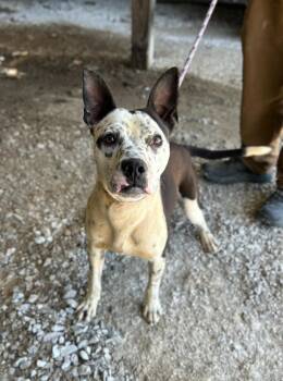 Adam -  Mixed Breed Dog Available for Adoption in Manchester, Tennessee - Adam | PetCurious
