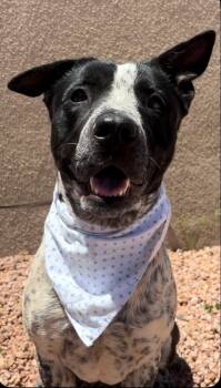 Rescue Australian Cattle Dog Blue Heeler Dogs for Adoption in Payson, Arizona - Lily | PetCurious