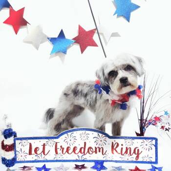 Sally -  Mixed Breed Dog Available for Adoption in Melbourne, Kentucky - Sally | PetCurious