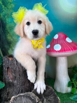 Willow -  Great Pyrenees Dog for Adoption in Winchester, Kentucky - Willow | PetCurious