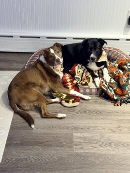 Penny (& Jax) -  Border Collie Dog for Adoption in Wayne, New Jersey - Penny (& Jax) | PetCurious