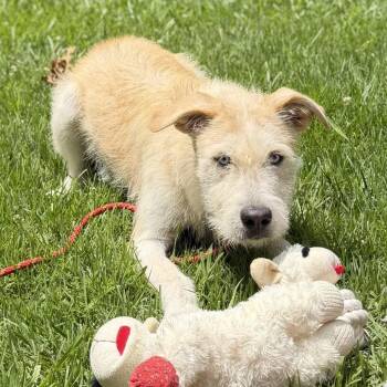 Sky -  Border Terrier Dog for Adoption in Locust Fork, Alabama - Sky | PetCurious