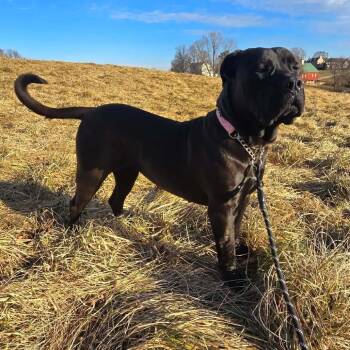 Cane Corso Dogs Available for Adoption - Nova | PetCurious