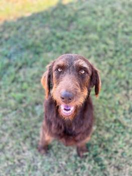 Rescue Poodle and Mixed Breed Dogs for Adoption in Aiken, South Carolina - Bean | PetCurious