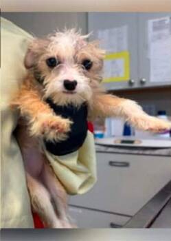 Terrier Dogs Available for Adoption in Newport, Kentucky - Hoppity | PetCurious