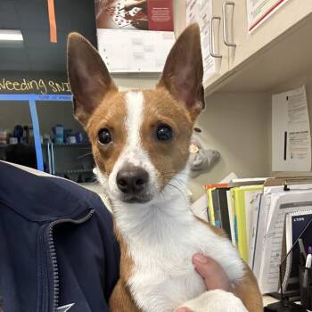 Webster -  Chihuahua Dog for Adoption in League City, Texas - Webster | PetCurious