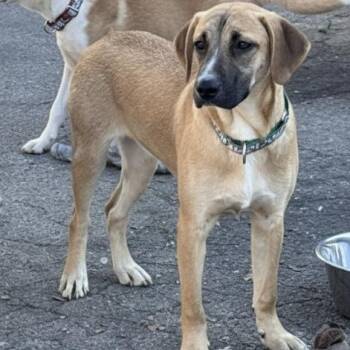 Rescue Hound Dogs for Adoption in Portland, Maine - Kayla (Reduced Fee Until 12/15) | PetCurious