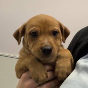 Baja -  Mixed Breed Dog for Adoption in Cooperstown, New York - Baja | PetCurious