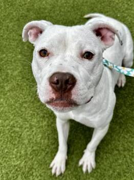 Mixed Breed Dogs Available for Adoption - Skim Milk | PetCurious