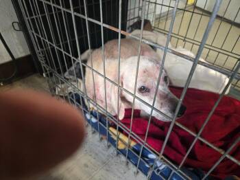 Susie Q -  Mixed Breed and Beagle Dog for Adoption in Princeton, Indiana - Susie Q | PetCurious