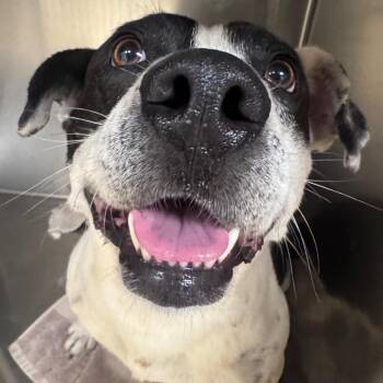 Korgon -  Mixed Breed Dog Available for Adoption in Winston-salem, North Carolina - Korgon | PetCurious