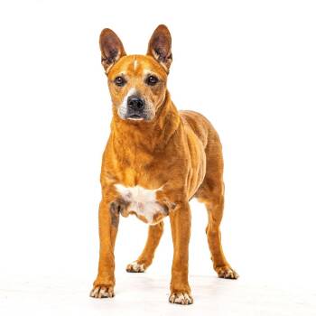 Carl Allen -  Pit Bull Terrier Dog for Adoption in Reno, Nevada - Carl Allen | PetCurious