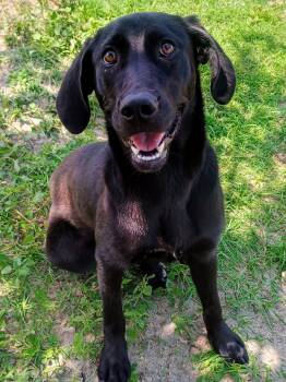 Loreal -  Black Labrador Retriever Dog for Adoption in New Port Richey, Florida - Loreal | PetCurious