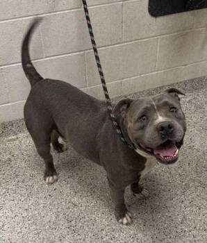 Sanford -  Pit Bull Terrier and Mixed Breed Dog for Adoption in Kansas City, Missouri - Sanford | PetCurious