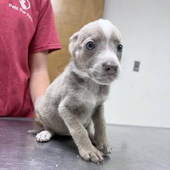 Mona-4749 -  Cattle Dog and Mixed Breed Dog for Adoption in Tyler, Texas - Mona-4749 | PetCurious