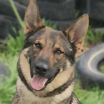 German Shepherd Dog Dogs Available for Adoption in Ashland, Ohio - KALLIE | PetCurious