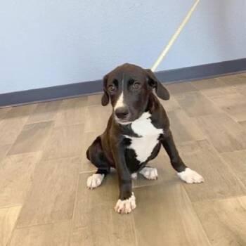 Boston -  Great Dane and American Staffordshire Terrier Dog for Adoption in Nevada, Missouri - Boston | PetCurious