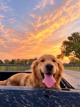 Nilo Golden Greeter -  Golden Retriever and Labrador Retriever Dog for Adoption in Friendswood, Texas - Nilo Golden Greeter | PetCurious