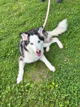 Siberian Husky Dogs Available for Adoption in La Motte, Iowa - Shyloh | PetCurious