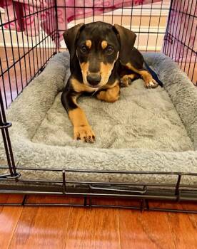 Dolly -  Terrier Dog for Adoption in Baker, Louisiana - Dolly | PetCurious