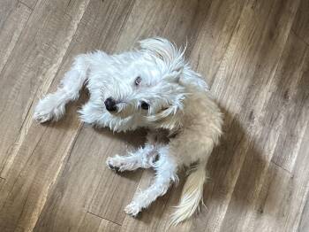 Rescue Maltese Dogs for Adoption in San Diego, California - Boomer | PetCurious