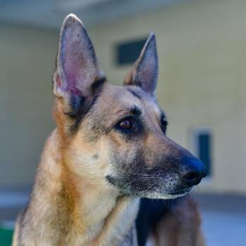 German Shepherd Dog Dogs Available for Adoption in Ottawa, Kansas - Roxanne | PetCurious