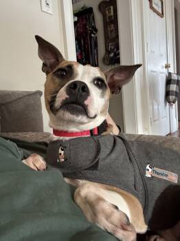 Terrier and Chihuahua Dogs Available for Adoption - Mitsy | PetCurious